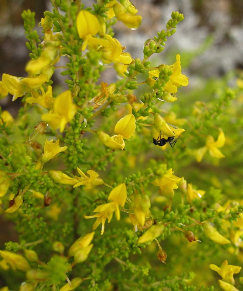 Aspalathus obtusifolia photo 8