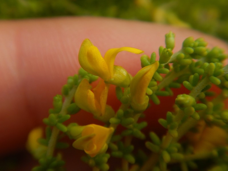 Aspalathus odontoloba