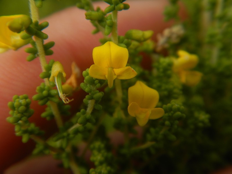 Aspalathus odontoloba photo 2