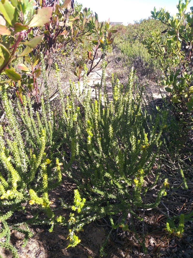 Aspalathus odontoloba photo 3