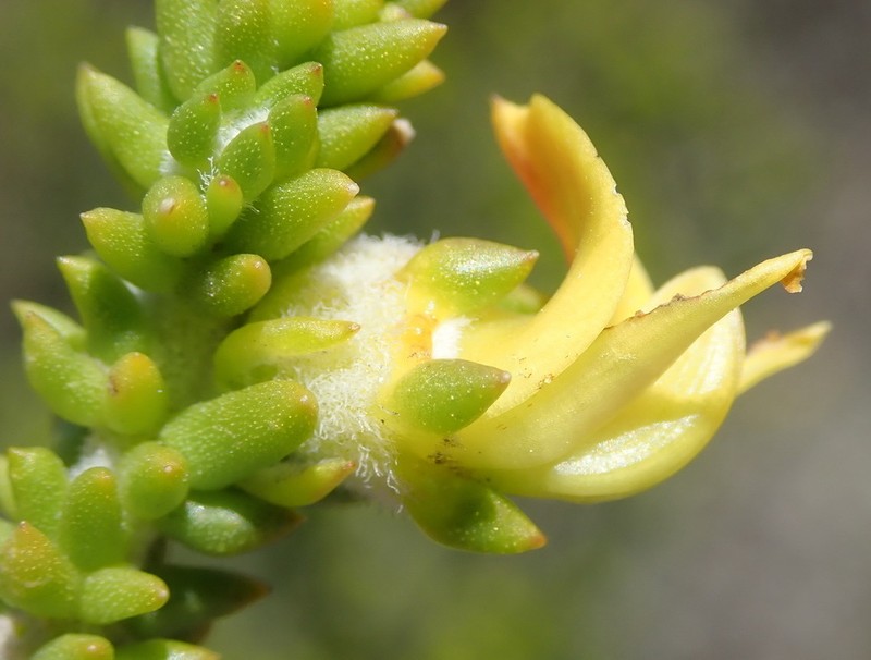 Aspalathus odontoloba photo 5