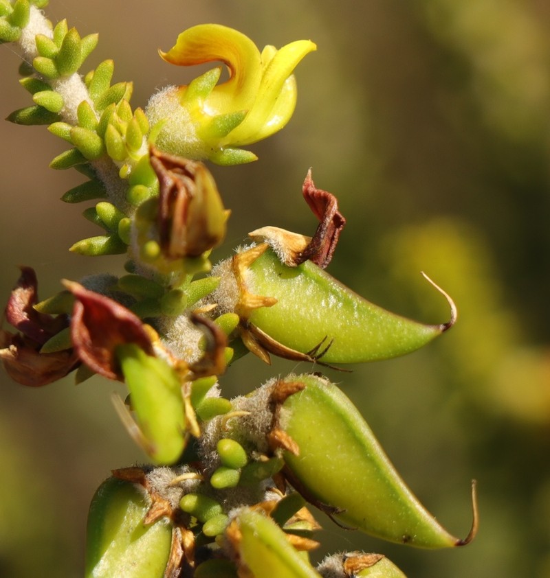 Aspalathus odontoloba photo 8