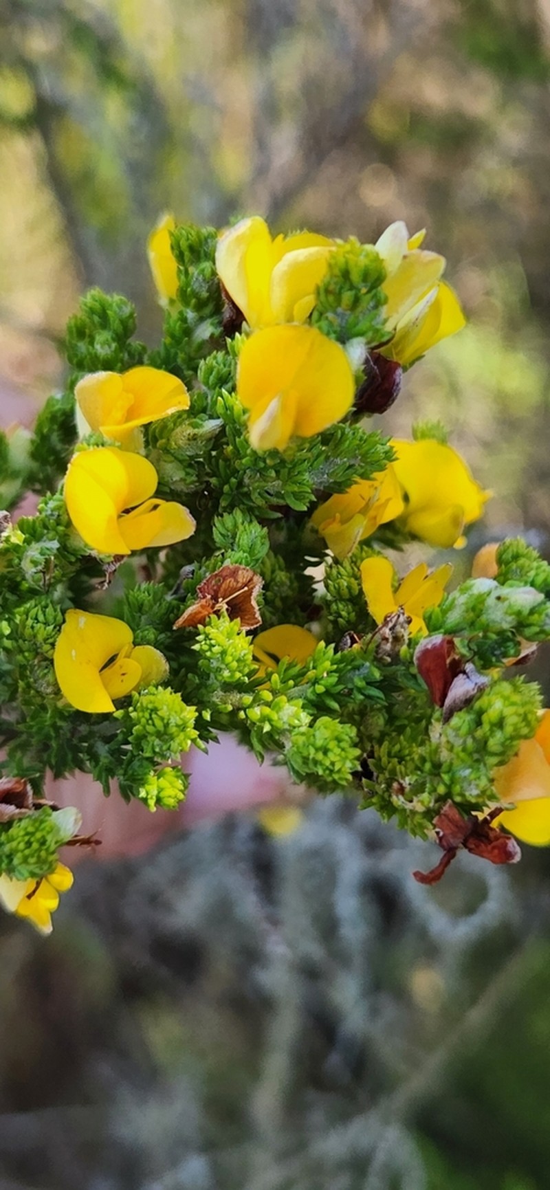 Aspalathus opaca