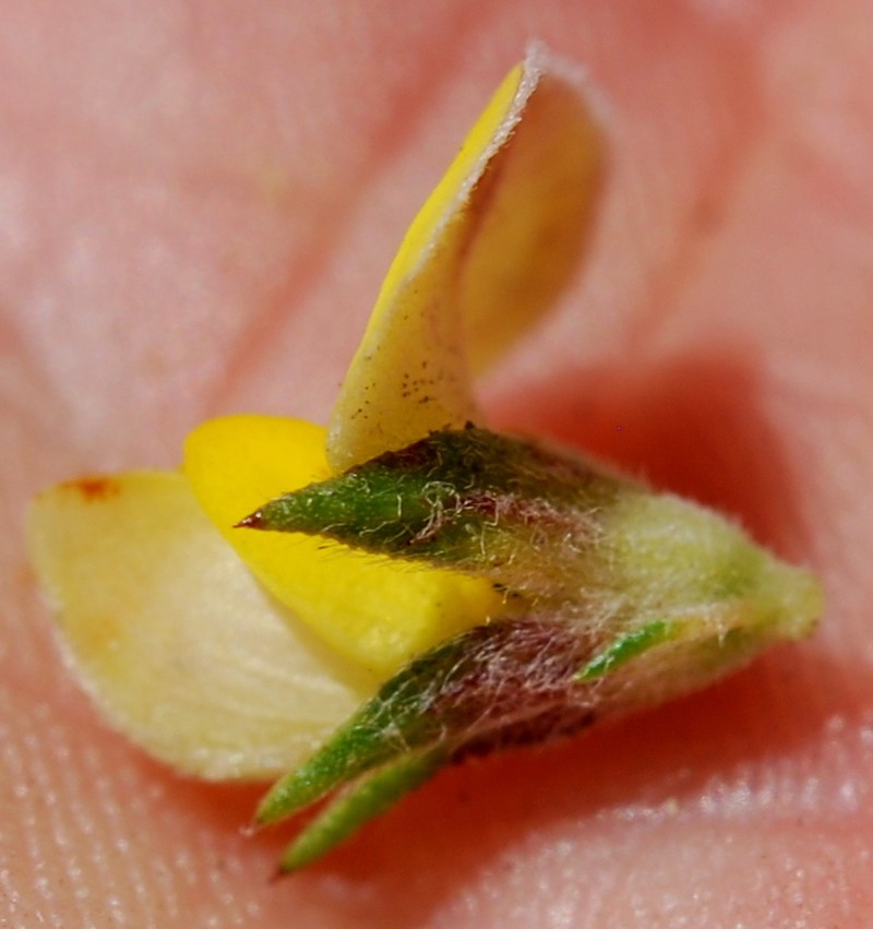 Aspalathus opaca photo 3