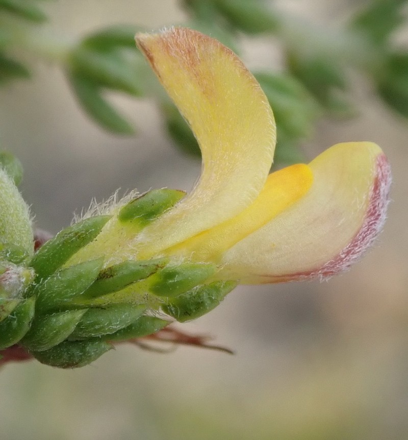 Aspalathus opaca photo 6