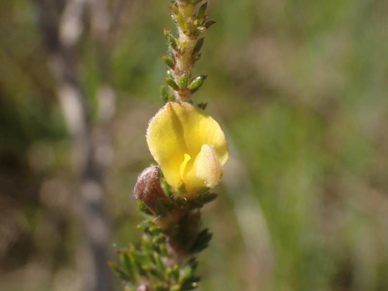 Aspalathus opaca subsp. opaca