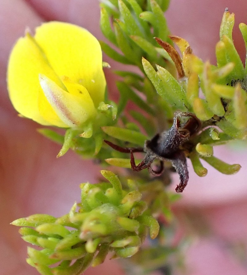 Aspalathus opaca subsp. opaca photo 2