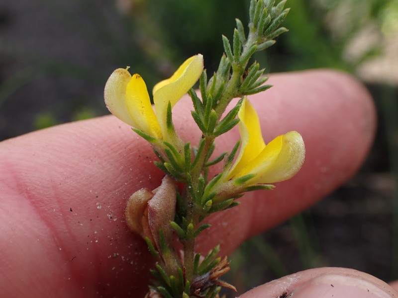 Aspalathus opaca subsp. opaca photo 3