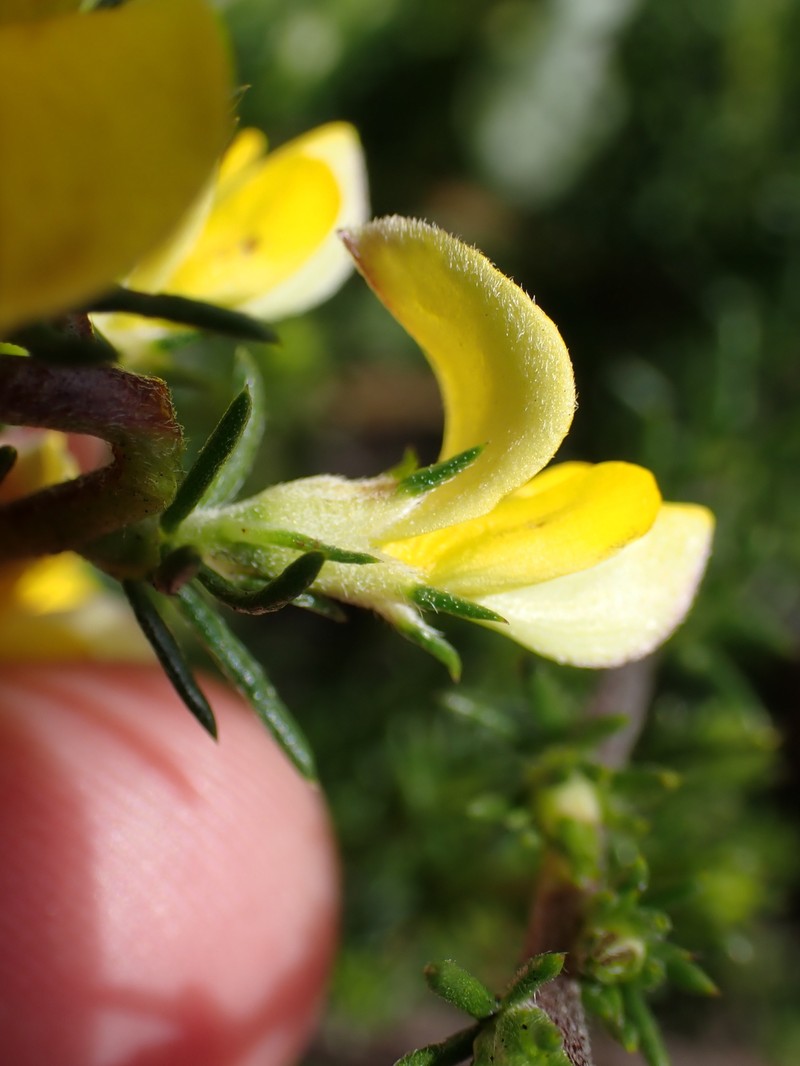 Aspalathus opaca subsp. opaca photo 4