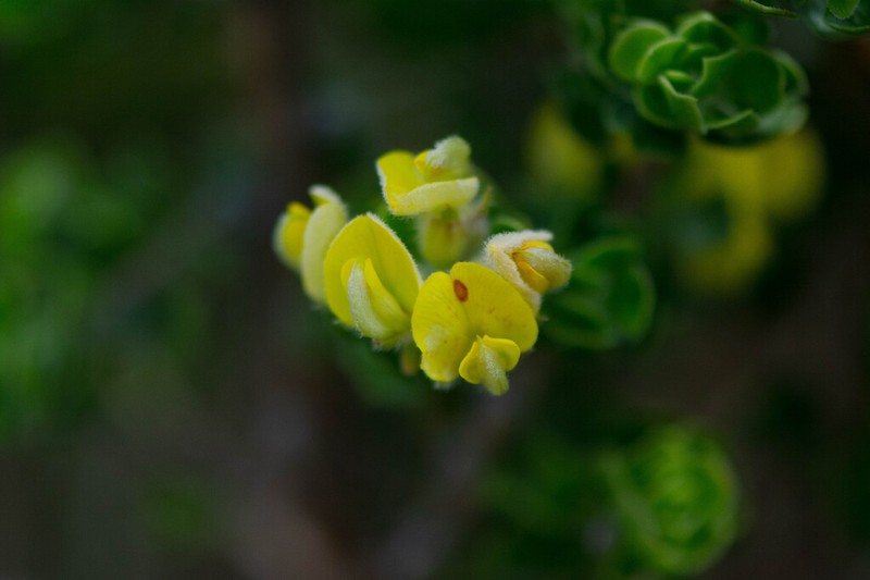 Aspalathus orbiculata photo 2