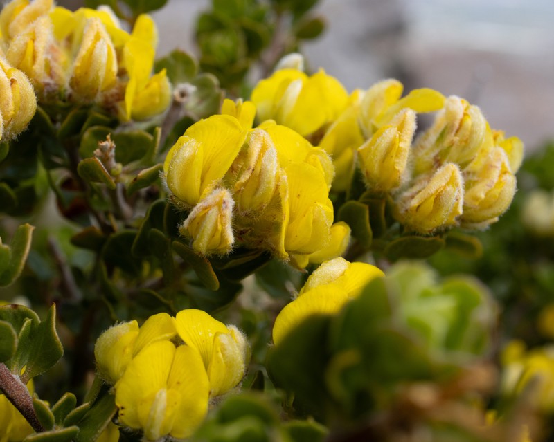 Aspalathus orbiculata photo 3