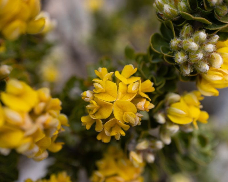 Aspalathus orbiculata photo 5
