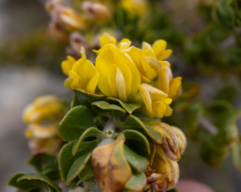 Aspalathus orbiculata photo 6