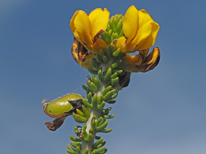 Aspalathus pachyloba photo 6