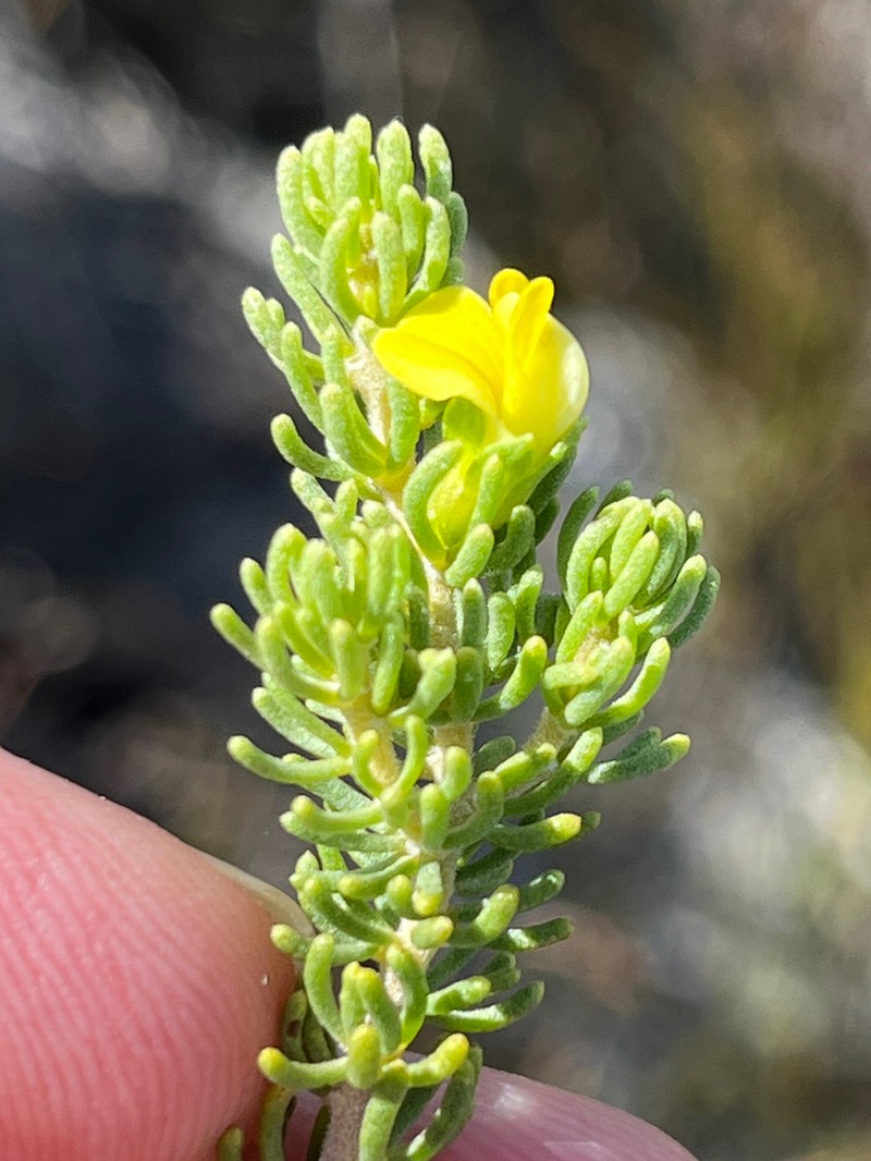 Aspalathus pallescens