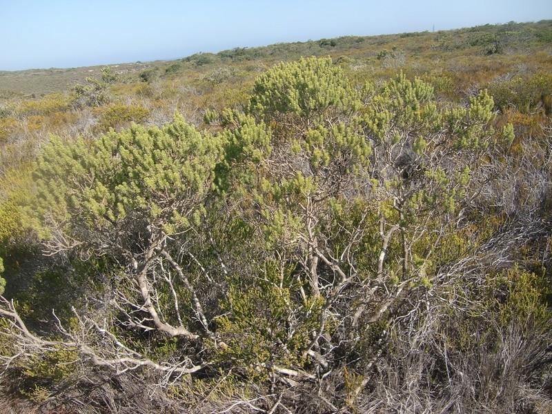 Aspalathus pallescens photo 2