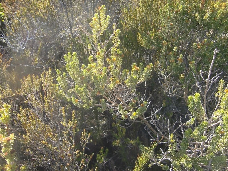 Aspalathus pallescens photo 3