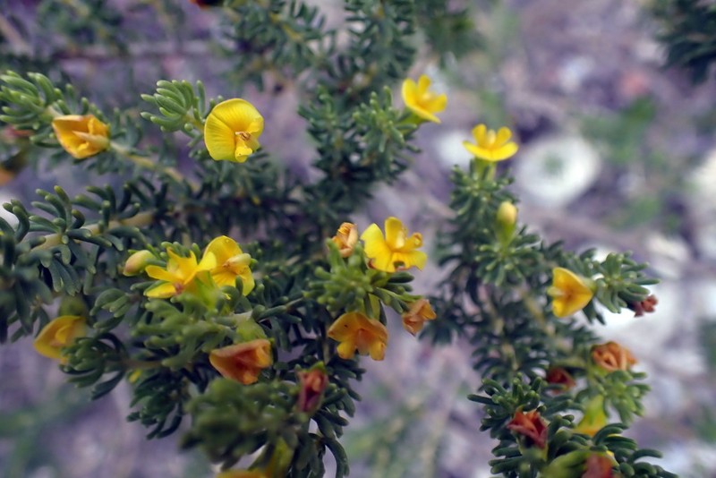 Aspalathus pallescens photo 4
