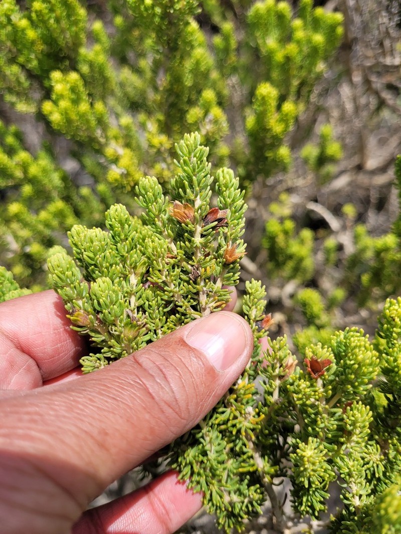 Aspalathus pallescens photo 5