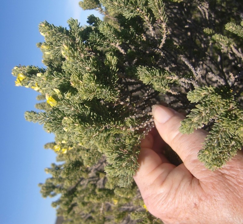 Aspalathus pallescens photo 6