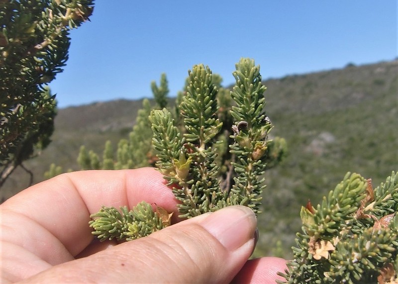 Aspalathus pallescens photo 7