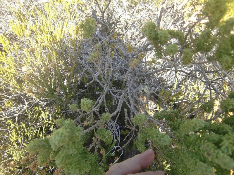 Aspalathus pallescens photo 8