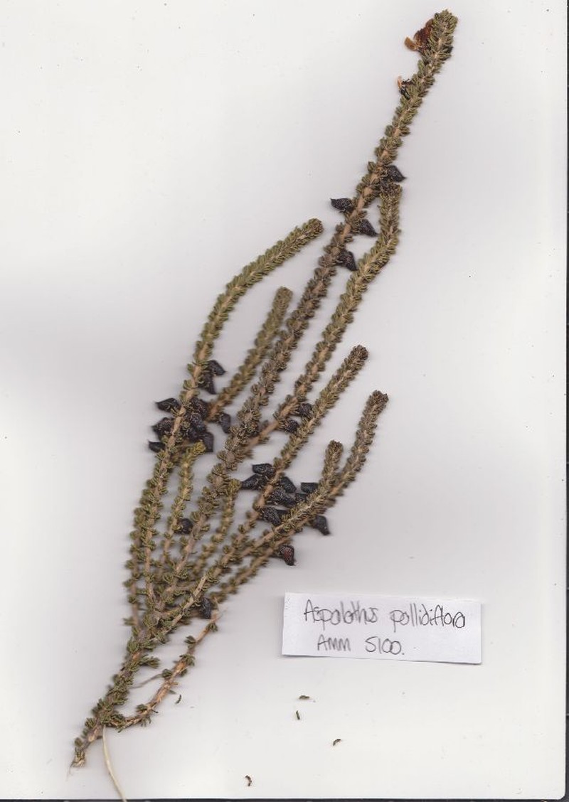 Aspalathus pallidiflora photo 2