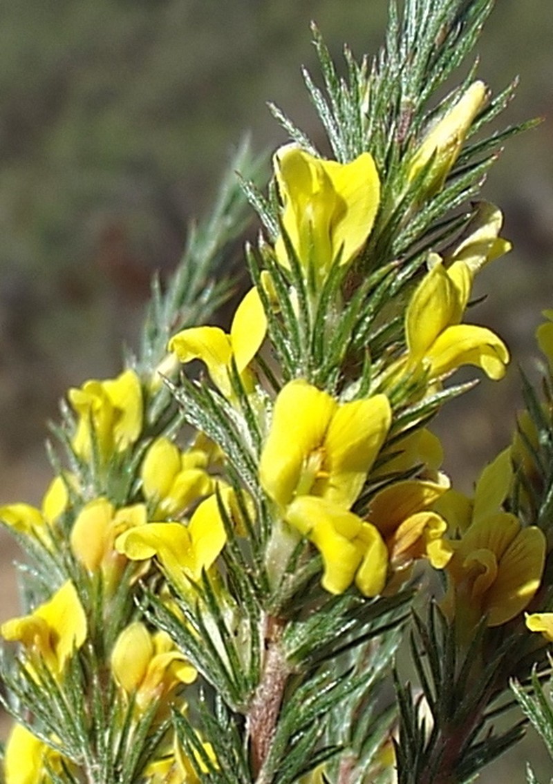Aspalathus parviflora