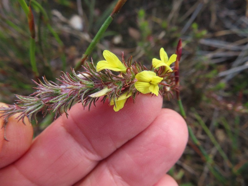 Aspalathus parviflora photo 2