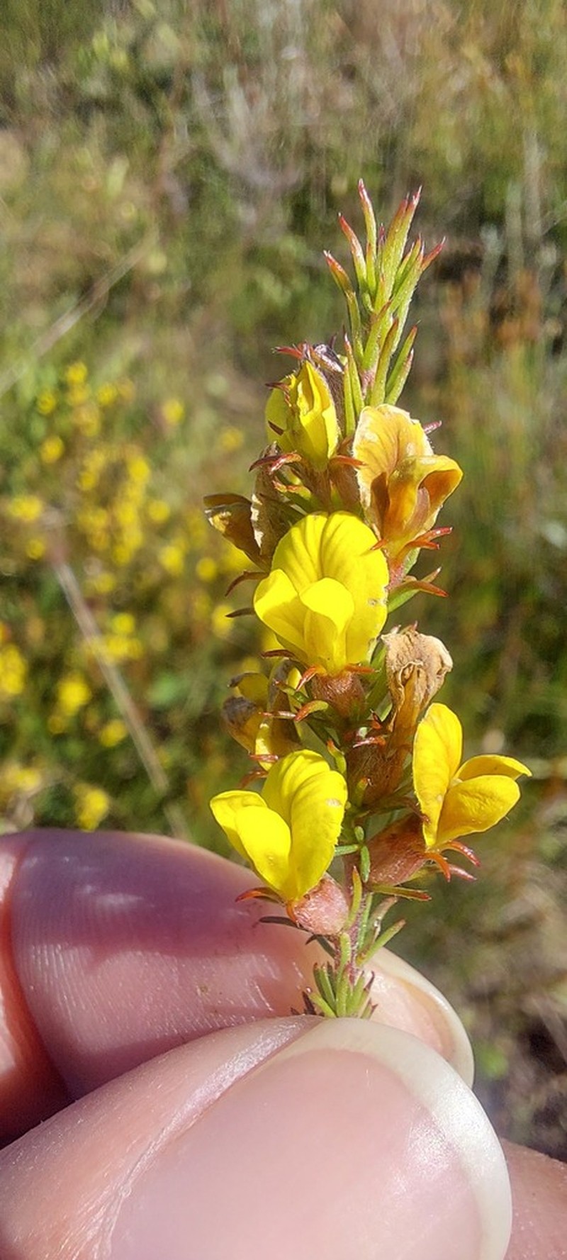 Aspalathus parviflora photo 3