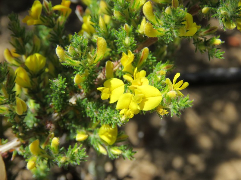 Aspalathus parviflora photo 4