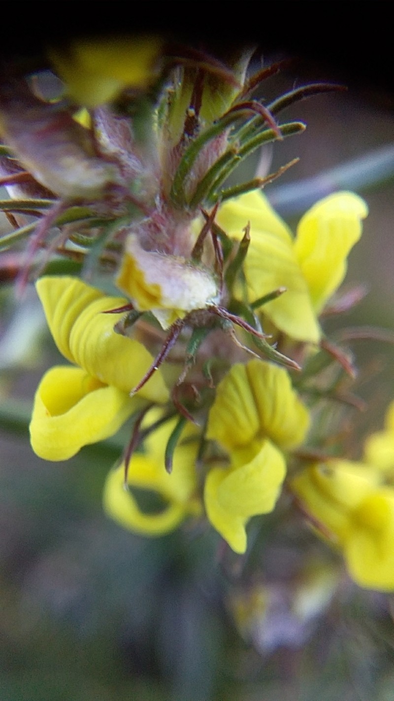 Aspalathus parviflora photo 5