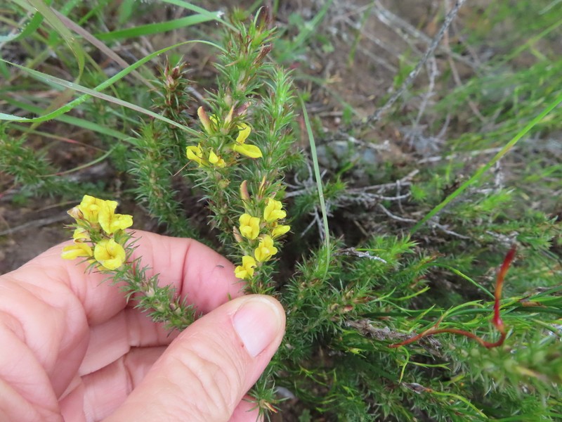 Aspalathus parviflora photo 6