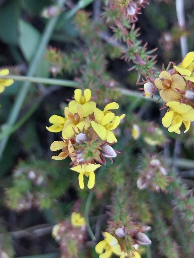 Aspalathus parviflora photo 7