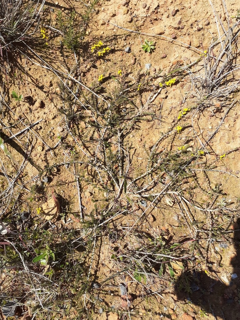 Aspalathus parviflora photo 8
