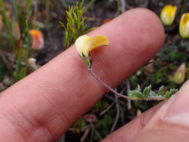 Aspalathus patens