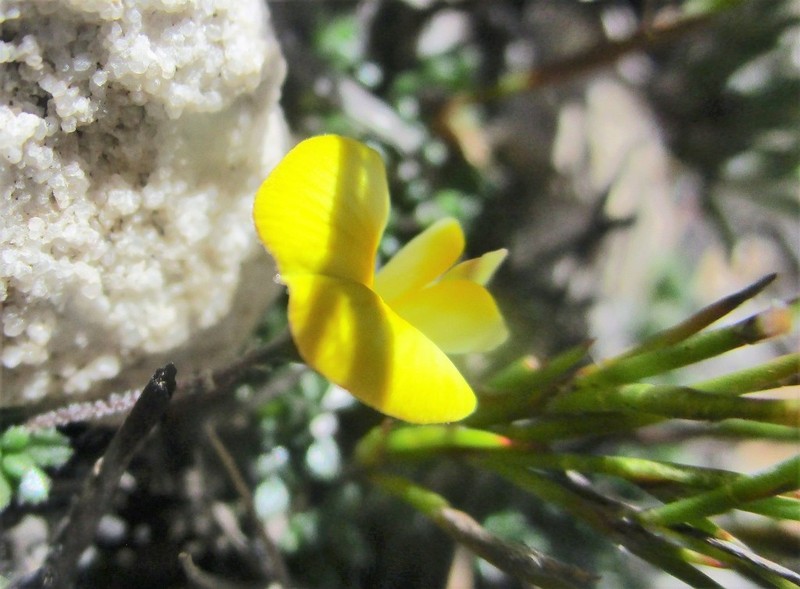Aspalathus patens photo 2