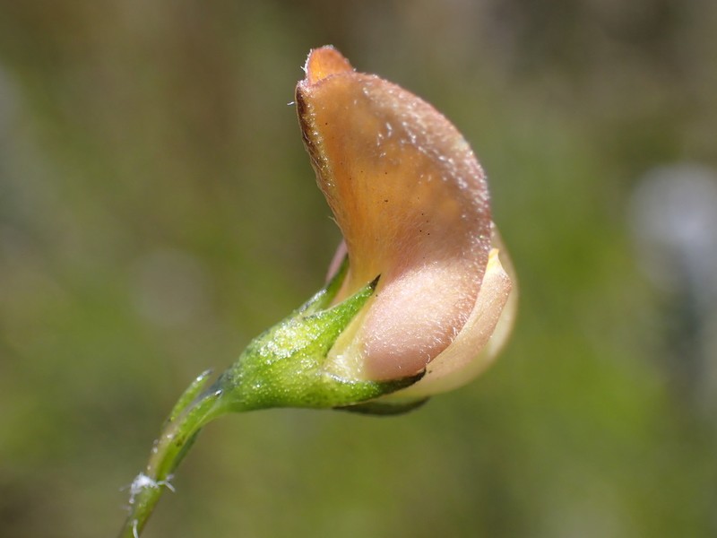 Aspalathus patens photo 3