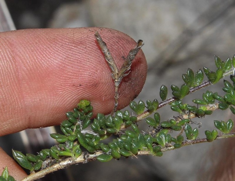 Aspalathus patens photo 4