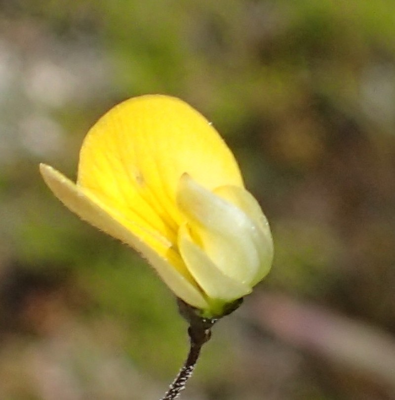 Aspalathus patens photo 7