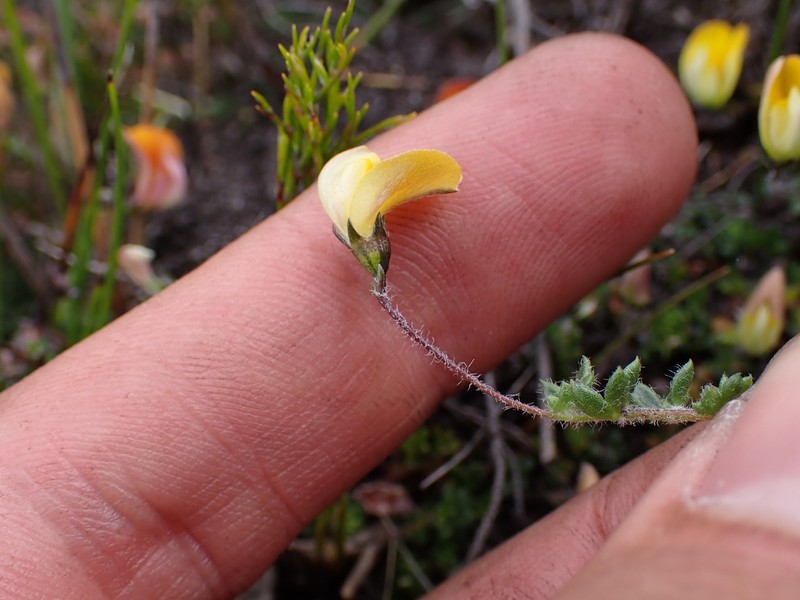 Aspalathus patens photo 8