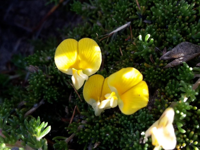 Aspalathus pedicellata photo 2