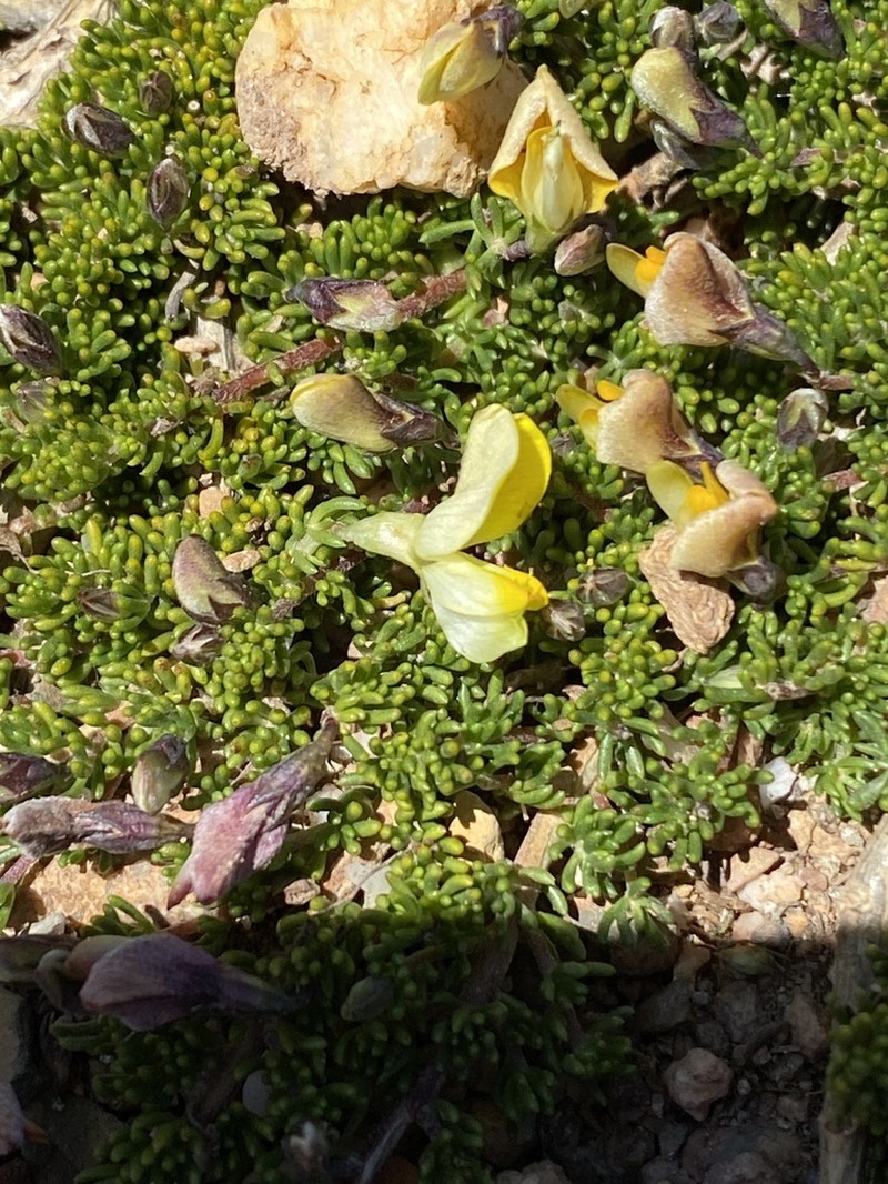 Aspalathus pedicellata photo 3