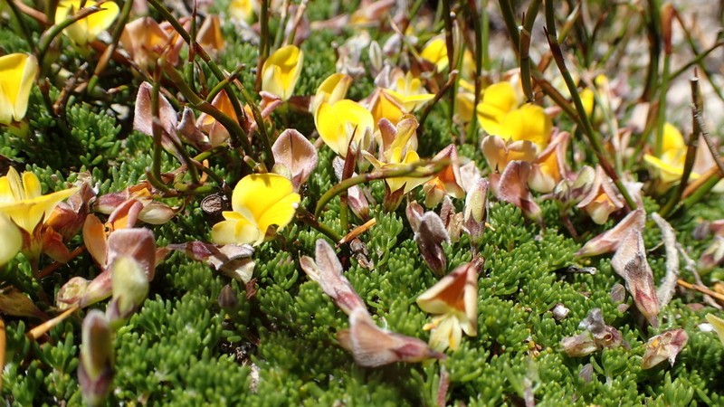 Aspalathus pedicellata photo 4