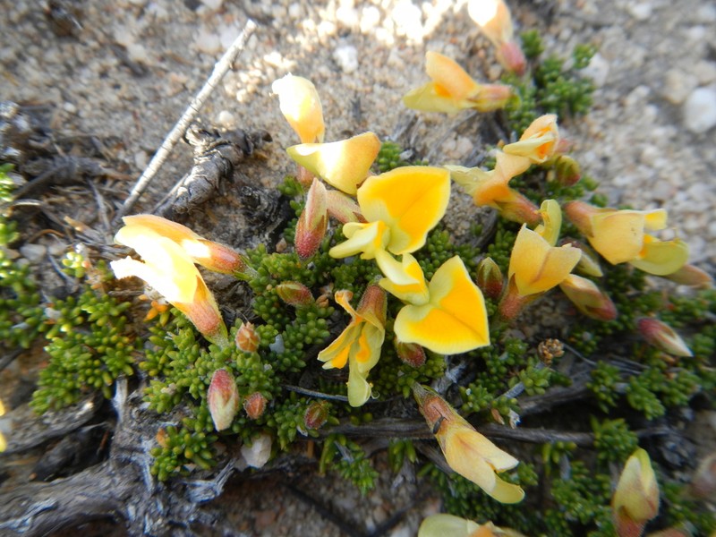 Aspalathus pedicellata photo 5