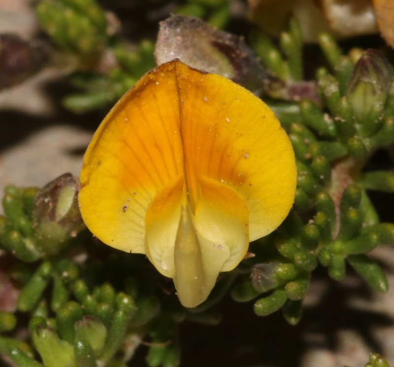 Aspalathus pedicellata photo 6