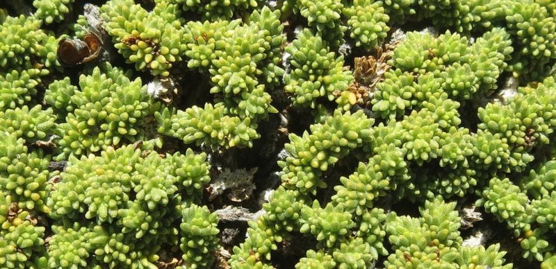 Aspalathus pedicellata photo 7