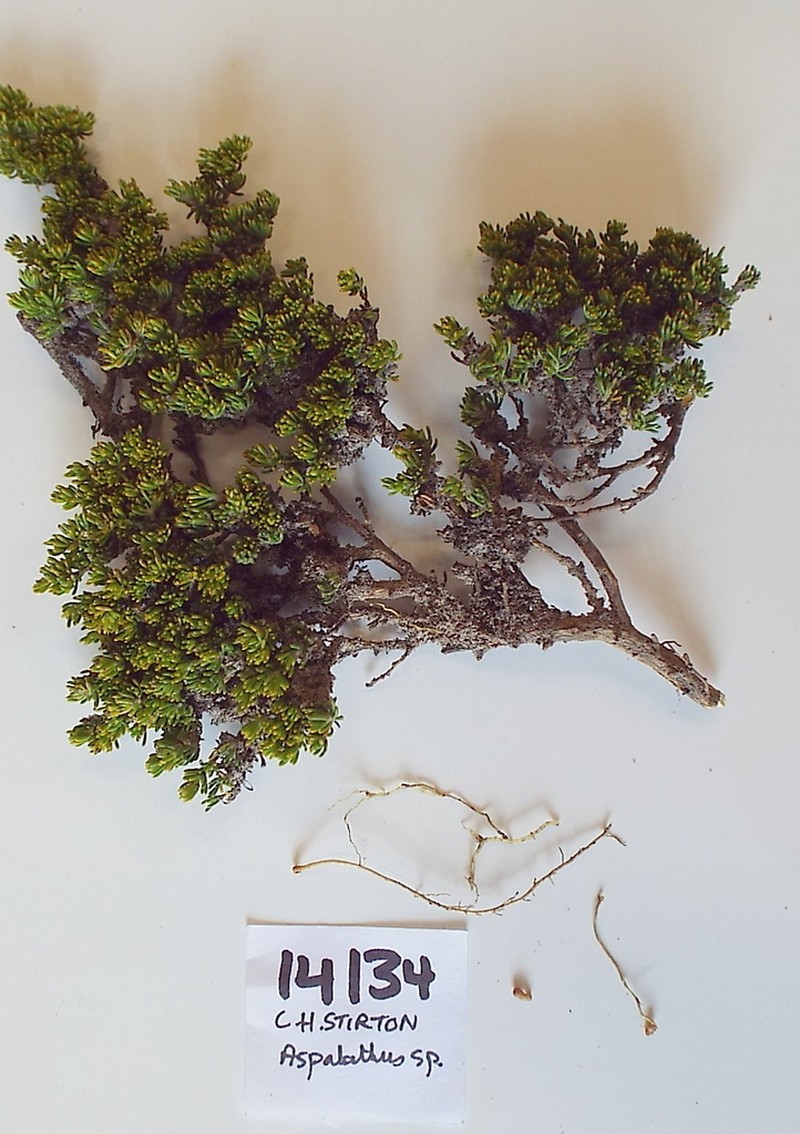Aspalathus pedicellata photo 8
