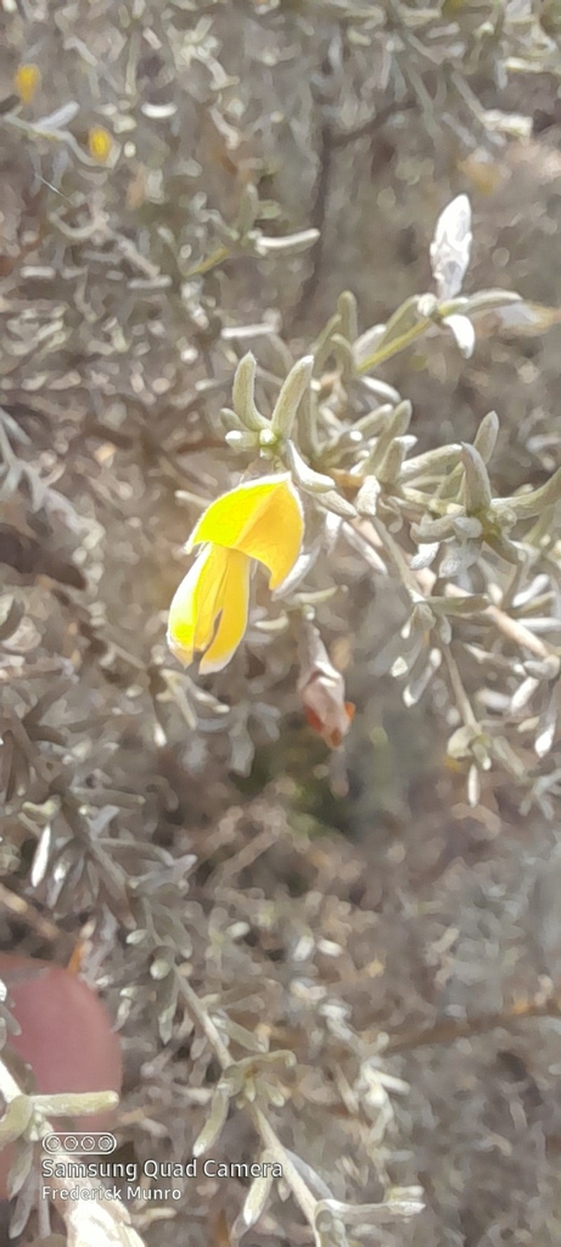 Aspalathus pedunculata