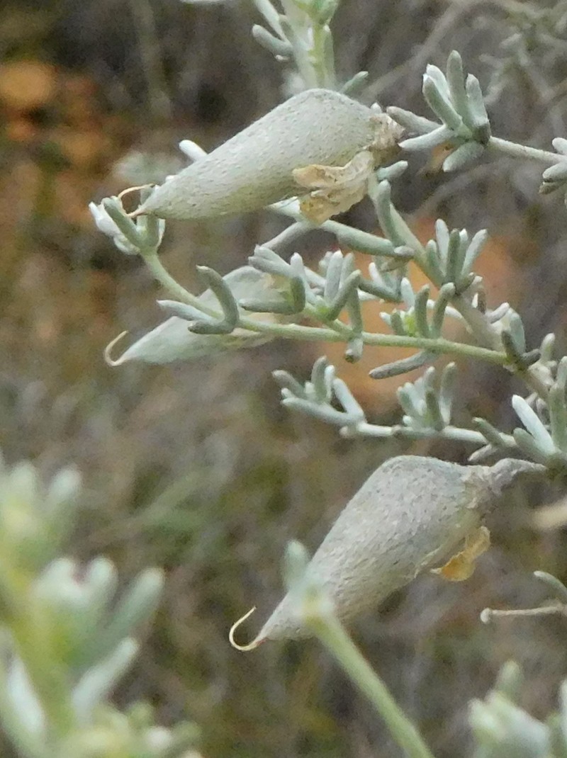 Aspalathus pedunculata photo 2